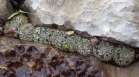 Mammillaria_microthele_GM_1360.4.jpg