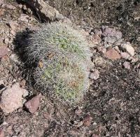 Mammillaria_miegiana_GM_977.5.jpg