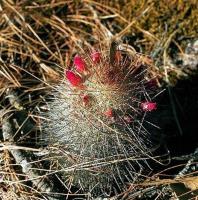 Mammillaria_mitlensis_GM_533.jpg