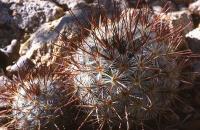 Mammillaria_moelleriana_GM_711.3.jpg