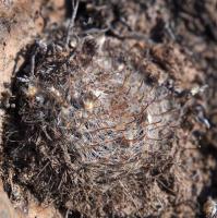 Mammillaria_monancistracantha_GM_1362.jpg
