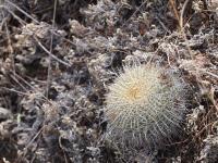 Mammillaria_muephlenpfordtii_GM_1610.30.jpg