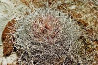 Mammillaria_mystax_GM_519.3.jpg