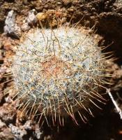 Mammillaria_nana_GM_740.2.jpg