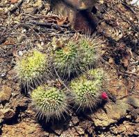 Mammillaria_nejapensis_GM_535.jpg