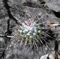 Mammillaria_orcuttii_GM_950.jpg