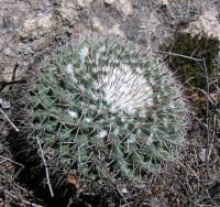 Mammillaria_papasquirensis_GM_934.4.jpg