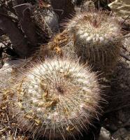Mammillaria_parkinsonii_GM_1106.2.jpg