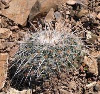 Mammillaria_parkinsonii_GM_1258.18.jpg