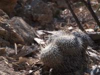 Mammillaria_parkinsonii_GM_1537.jpg