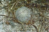 Mammillaria_pectinifera_GM_516.jpg