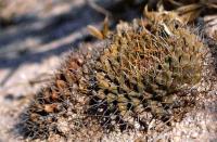 Mammillaria_peninsulae_GM_1275.jpg
