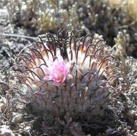 Mammillaria_perezdelarosae_GM_937.1.jpg