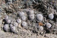 Mammillaria_perezdelarosae_ssp._andersoniana_GM_935.jpg