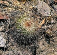 Mammillaria_pettersonii_GM_543.jpg