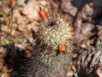 Mammillaria_phitauiana_GM_1273.jpg