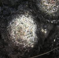Mammillaria_picta_GM_1008.3.jpg