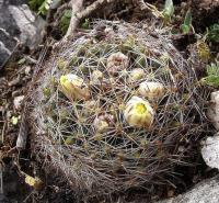 Mammillaria_picta_GM_1093.1.jpg