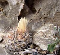 Mammillaria_picta_GM_1100.2.jpg
