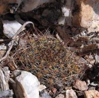 Mammillaria_picta_GM_1250.10.jpg