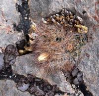 Mammillaria_picta_GM_1251.1.jpg
