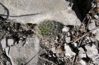 Mammillaria_picta_GM_803.4.jpg