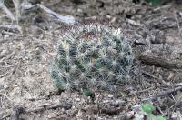 Mammillaria_pilispina_GM_786.1.jpg