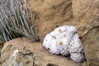 Mammillaria_plumosa_GM_1068.2.jpg
