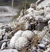 Mammillaria_plumosa_GM_1073.4.jpg