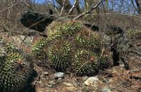 Mammillaria_polyedra_GM_529.jpg