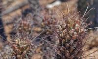 Mammillaria_poselgeri_GM_1278.5.jpg