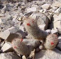 Mammillaria_pottsii_GM_1080.2.jpg