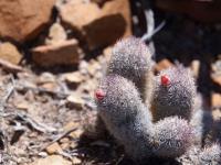 Mammillaria_pottsii_GM_1628.2.jpg