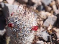 Mammillaria_pottsii_GM_1640.1.jpg