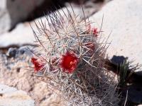 Mammillaria_pottsii_GM_1644.5.jpg