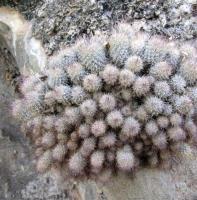 Mammillaria_pottsii_v._multicaulis_GM_911.jpg