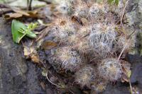 Mammillaria_prolifera_GM_1070.jpg