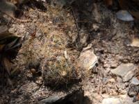 Mammillaria_prolifera_GM_1663.1.jpg
