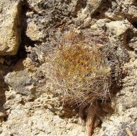 Mammillaria_rayonensis_GM_1097.jpg
