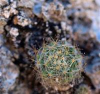 Mammillaria_rayonensis_GM_1246.12.jpg