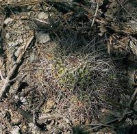 Mammillaria_rioverdense_GM_552.jpg