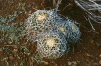 Mammillaria_rioverdense_GM_580.1.jpg