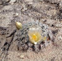 Mammillaria_roemeri_GM_1219.jpg