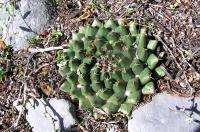 Mammillaria_roseoalba_GM_807.3.jpg