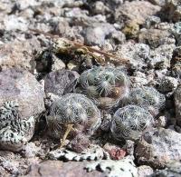 Mammillaria_saboae_GM_974.1.jpg