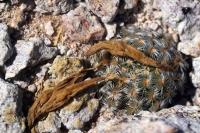 Mammillaria_saboae_ssp._goldii_GM_1324.jpg