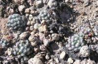 Mammillaria_saboae_ssp._roczekii_GM_931.jpg