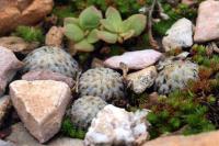 Mammillaria_sanchez-mejoradae_GM_1348.jpg