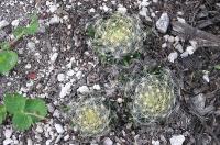 Mammillaria_schiedeana_ssp._dumetorum._GM_783.1.jpg