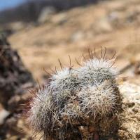 Mammillaria_schumannii_GM_1268.1.jpg